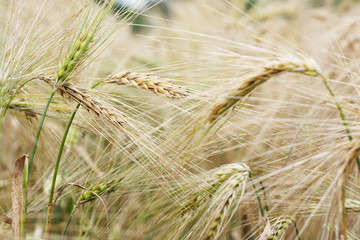 Ears of barley