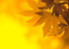 Yellow Leaves, Shallow Focus