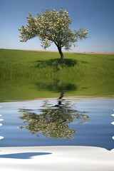 Poster - Lonely tree with water reflex