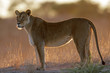 Backlit lioness (Panthera leo)