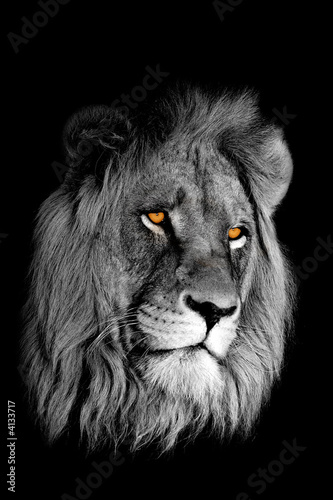 Foto-Lamellenvorhang - African lion (Panthera leo) portrait (von EcoView)