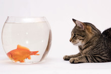  Home Cat And A Gold Fish.
