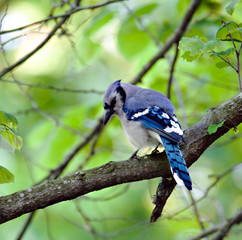 Wall Mural - Blue Jay (5)