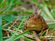 Frog in the Grass