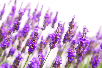 Leinwandbilder - Lavender background