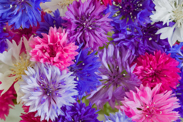 Sticker - cornflower  background