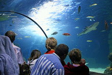 Erlebnis SEA LIFE Aquarium