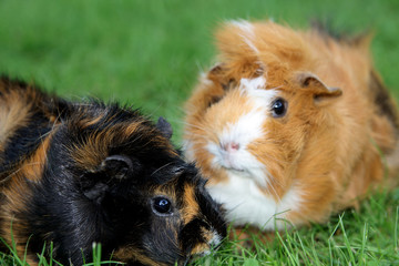 Two guinea pigs