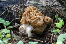 Mushroom A Gyromitra