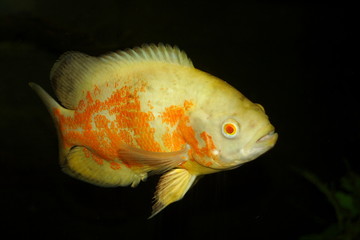 Albino Tiger Oscar