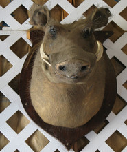 Stuffed And Mounted Boars Head