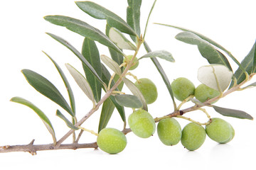 Wall Mural - olive 60