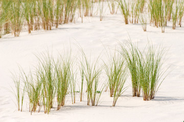 Ammophila arenaria grass on a dune