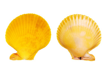 Wall Mural - Scallop shell