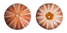 English Sea Urchin