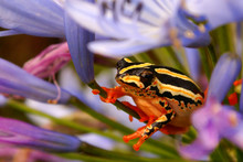 Painted Reed Frog On The Agapanthus Flower In South Africa