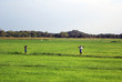 Two workers on the rice field