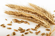© spe - rye ears and grains