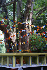 Wall Mural - Bodhi tree