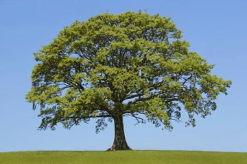 Wall Mural - The Oak In Spring