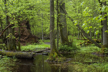  Natural forest landscape