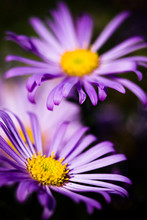 Beautiful Purple Aster Flowers In The Summertime