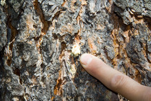 Mountain Pine Beetle Attack