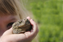Little Girl Holding An Unhappy Looking Toad