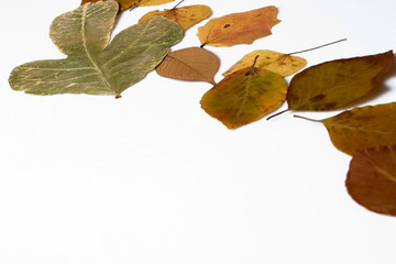 Poster - Autumn Leaves Frame