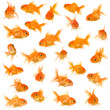 canvas print picture - Group of goldfishes