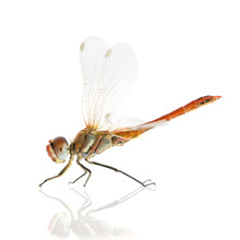 Drangonfly - Sympetrum Fonscolombei