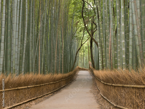 Naklejka dekoracyjna Kyoto Bamboo grove