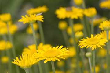 Canvas Print - yellow chamomile flowers