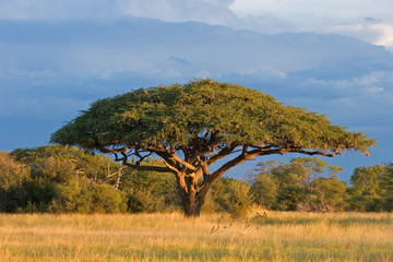 Wall Mural - african acacia tree, hwange national park, zimbabwe