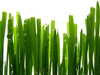 Poster - wet green grass