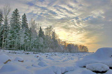 Canvas Print - winter birch forest
