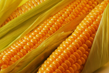 Wall Mural - Corn