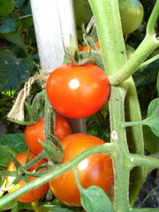 Red Tomatoes 2