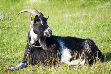 billy goat on the meadow