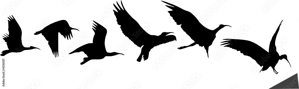 Bird flight and landing (silhouettes) - obrazy, fototapety, plakaty 