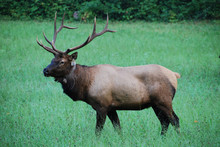 Elk In Pasture At Smokey Mountain National Park