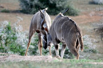 Fighting Kudu