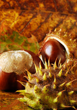 Conkers And Leaves