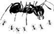 famille de fourmi