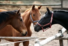 Three Horses Meeting In Paddock