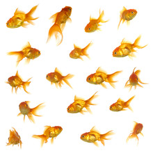 Gold Fish Collection