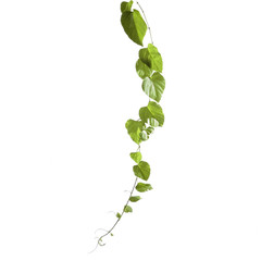 Isolated vine plant stem with green leaves