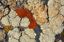 Crustose Lichens Background