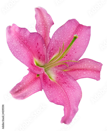 Fleur De Lys Rose Buy This Stock Photo And Explore Similar