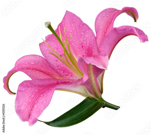Fleur De Lys Rose Buy This Stock Photo And Explore Similar